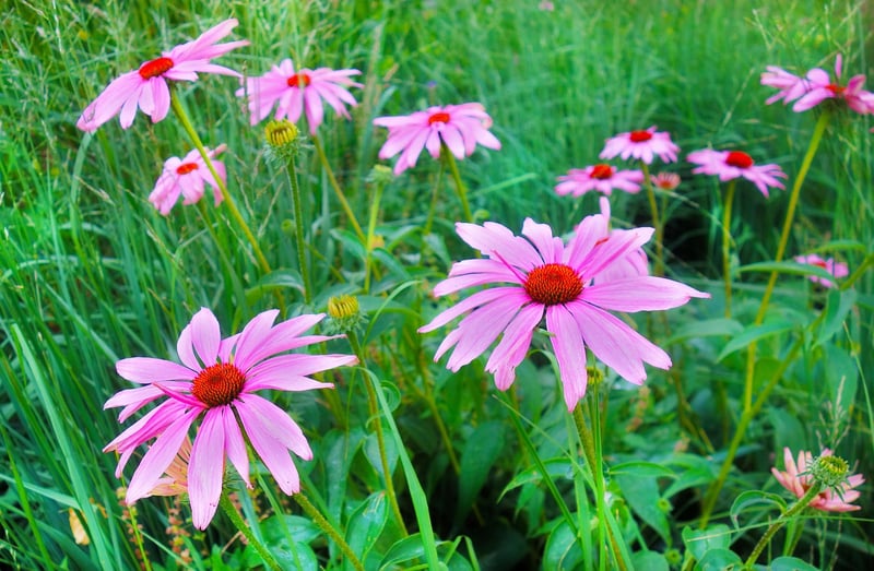 Echinacea Flowers