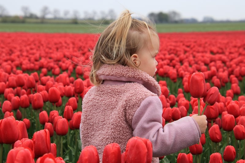 Netherlands Tulip Fields